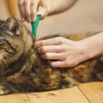 Cat Tick Prevention : Scientifically Protect Your Cat from Tick Infestation