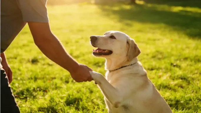 Guide to Maintaining Your Dog’s Vitality and Health