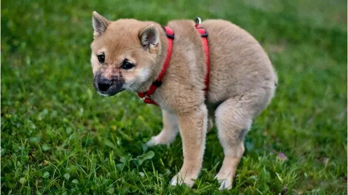 Does your dog stare at you when it poops? 5 unexpected reasons